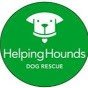 Startseite - Flatcoated Retriever Zucht "von Helping Hounds" - Vorbildliche Zuchtstätte